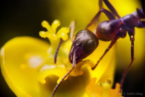 Ant and flower