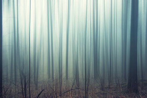 Заколдованный лес