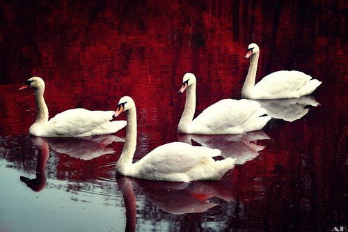 Swans of the crimson lake
