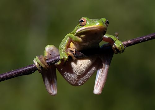 Frog. Зеленая североамериканская квакша