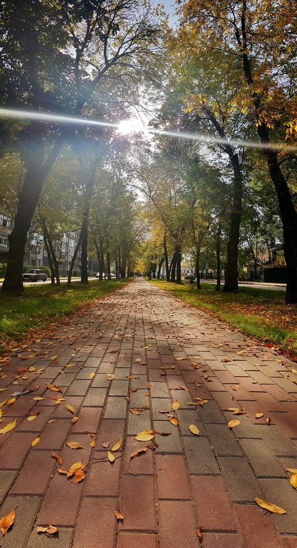 листья, деревья, город, ветки, луч, солнце, красота, осень Осень в городе...photo preview