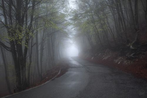 Сквозь туманный лес