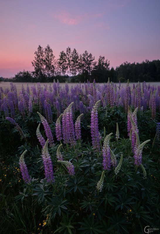 вечер,люпины,цветы,закат,подмосковье,туман,поле,лето,природа Вечер в поле с люпинамиphoto preview