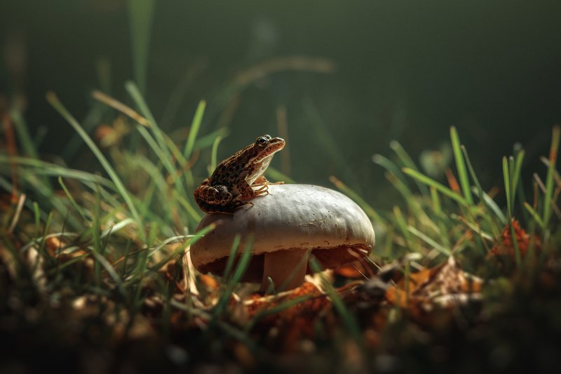 #макро #макромир #лягушка #лес #гриб #осень #macro #frog #nature photo preview