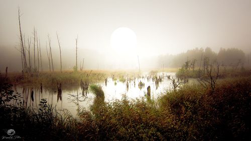 A day wakes up over the swamps