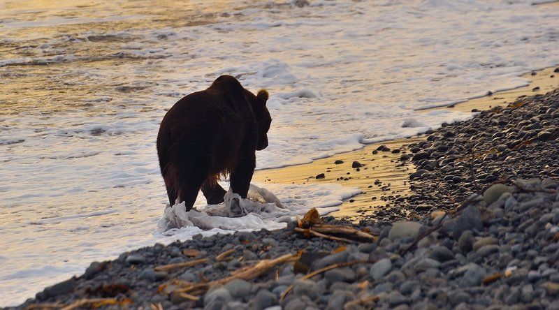медведь, камчатка, кроноцкий заповедник Вечерняя прогулка.photo preview