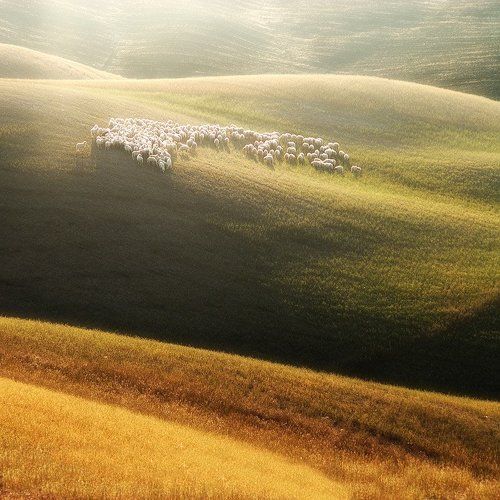 sheep in the morning sun