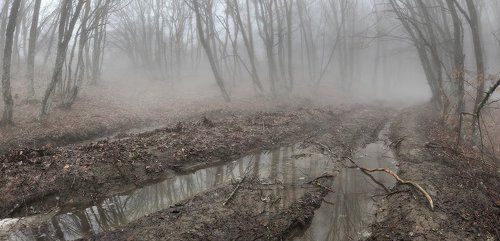 Туман в лесу. Крым