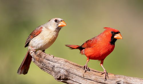 Northern Cardinal  female & male -  Красный кардинал самец и самка