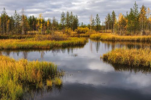 Осень у старого болота
