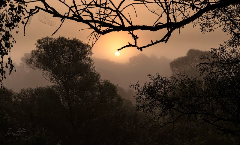 утро туман солнце ветка паутина куст дерево даль рамка ///photo preview