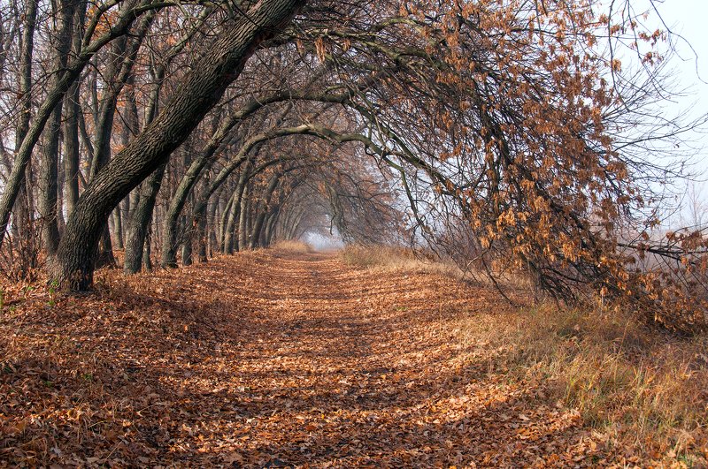 осень, дорога, аллея, природа Дорогами осени...photo preview