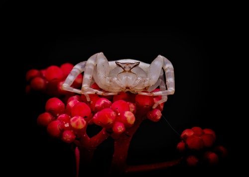 Crab Spider in flora