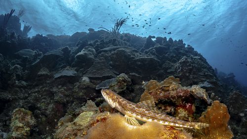 Deep Lizard