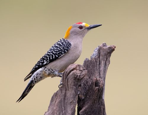 Golden Fronted Woodpecker male - Золотолобый меланерпес