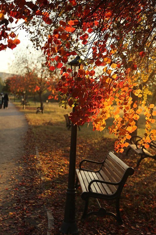 Colors Autumn F-9 Park Islamabadphoto preview