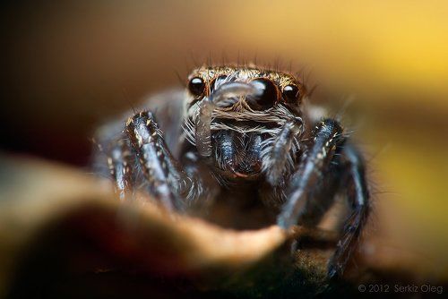 Young Female Jumping Spider Evarcha arcuata