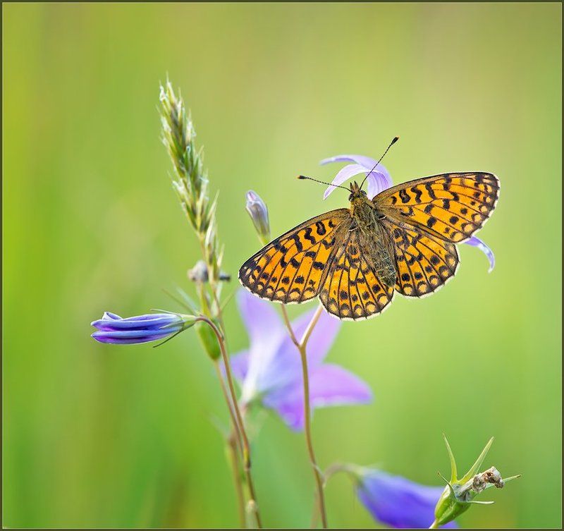 макро,бабочка,природа, ...и сбоку бантик.photo preview