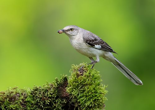 Многоголосый пересмешник - Northern Mockingbird