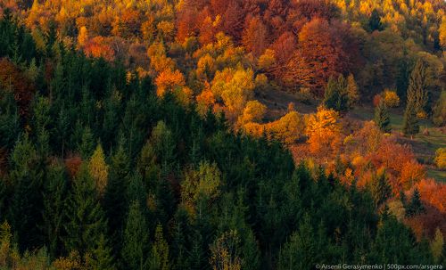 autumn foliage trees in the mountains. Meadow and forest in the carpathian mountains