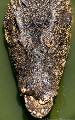 Crocodile or alligator close-up portrait. Wildlide and animal photos. Predators and reptiles