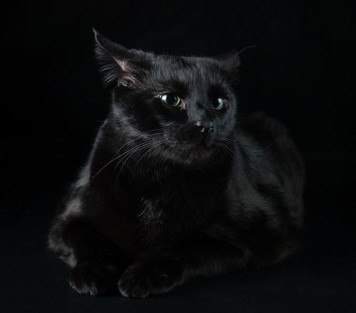 Кузя - My Black Cat