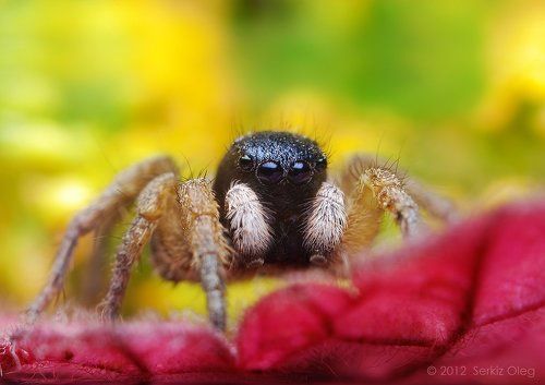 Adult Male Jumping Spider Asianellus festivus