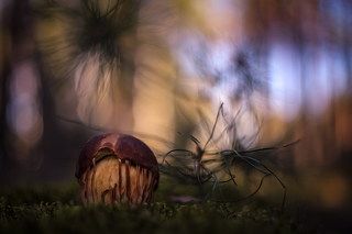 Чудо лесное