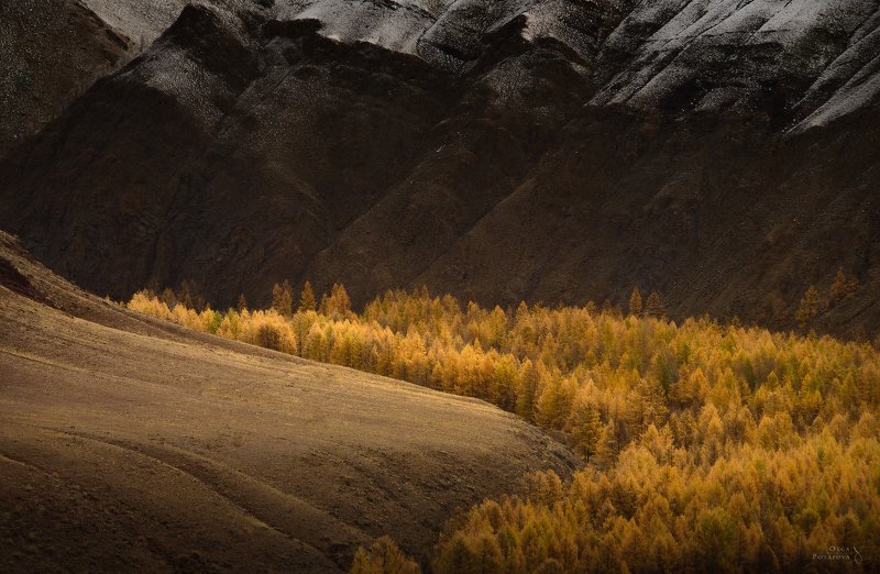 курайская степь, чуйская степь, алтай, золотая осень Золотая осень Алтаяphoto preview