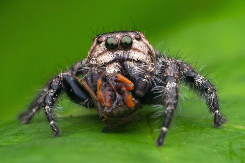 Jumping Spider with Kill