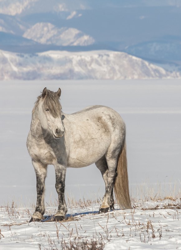 байкал, ольхон, дикая лошадь, степь, озеро, прибайкальский национальный парк Дикие лошади Ольхонаphoto preview