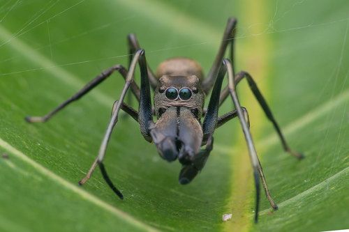 Ant mimic Spider