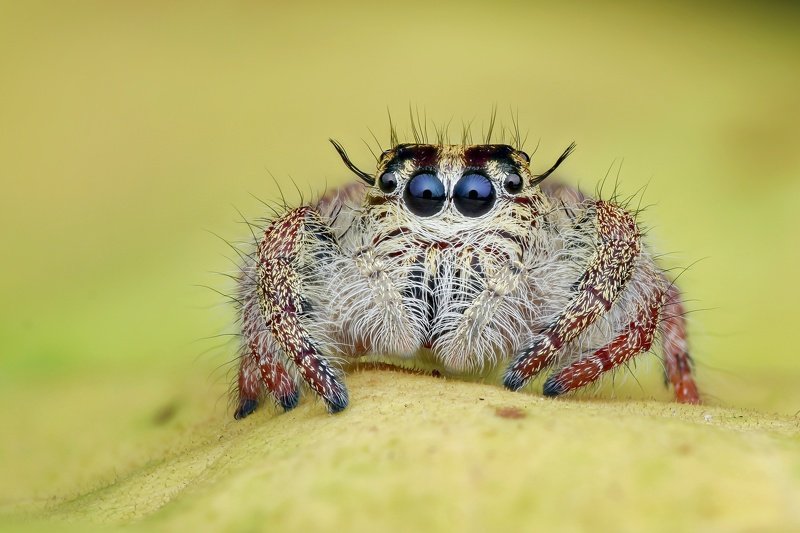 Hyllus jumping spider Handheld Focus stacking  Hyllus jumping spiderphoto preview