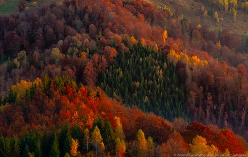 Autumn forest trees in the mountains panorama trees in the Carpathian mountains