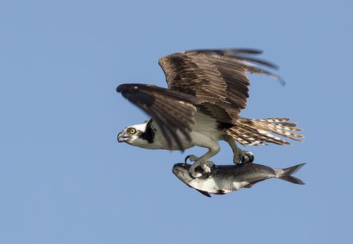 Cкопа с добычей - Osprey