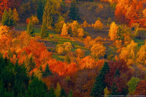 Autumn foliage trees and horses in the mountains. Meadow with haystack and forest in the Carpathian mountains