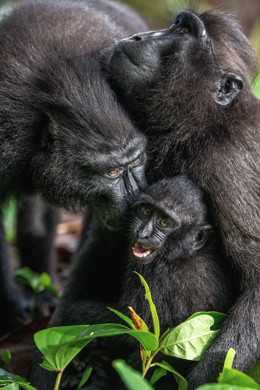 indonesia, sulawesi, macaque, black, crested, хохлатый, макак, макака, хохлатый, чёрный, павиан, сулавесский, macaca nigra, обезьяна, monkey Familyphoto preview