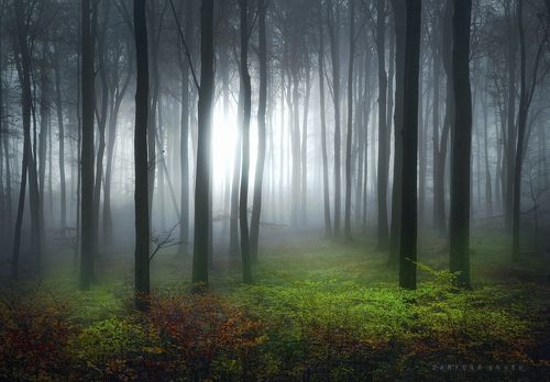 мистический лес