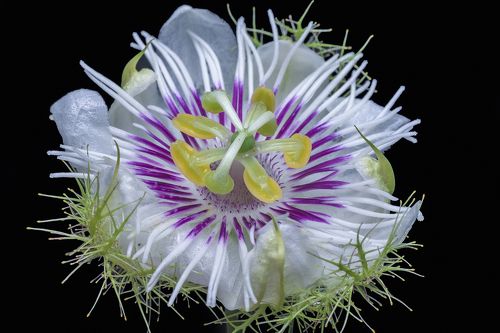 Passiflora foetida flower