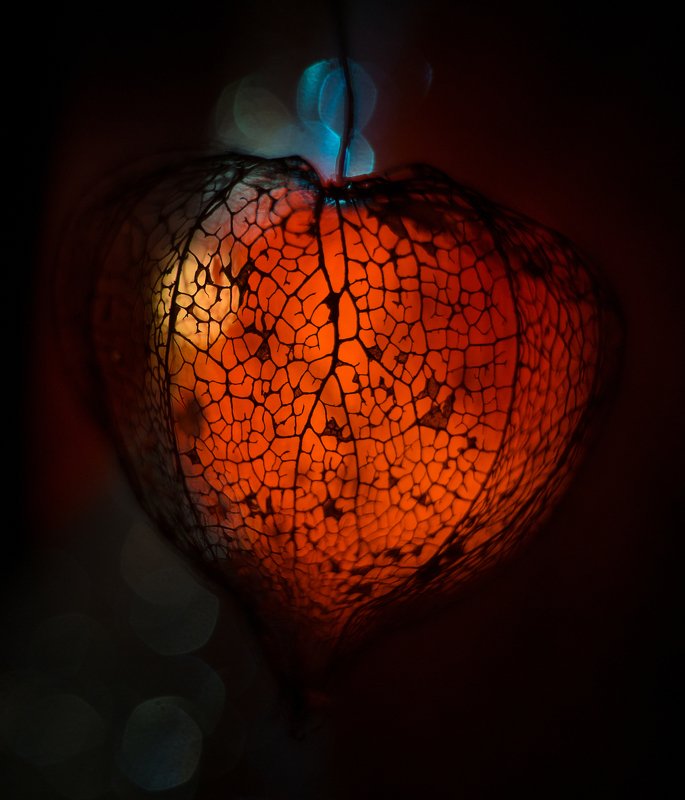 макро физалис боке Пламенное сердцеphoto preview