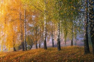 Золотая щедрость осени.