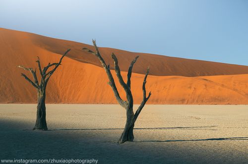 Ископаемые деревья в древней пустыне Намибии.