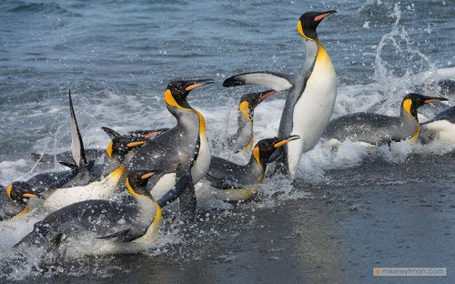 Пингвиньи Гонки