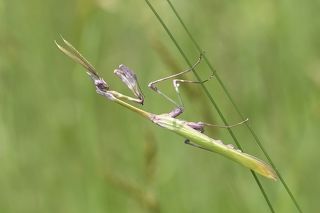 Mantodea