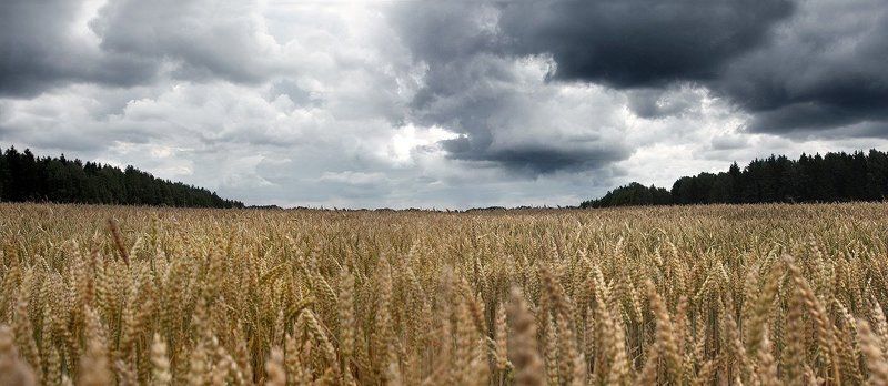 поле, пшеница, небо, лес Поле...photo preview