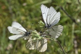 Aporia crataegi