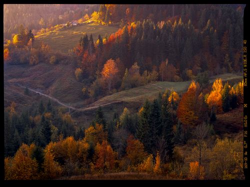 Autumn foliage trees in the mountains. Meadow with haystack and forest in the Carpathian mountains Fuji Velvia film