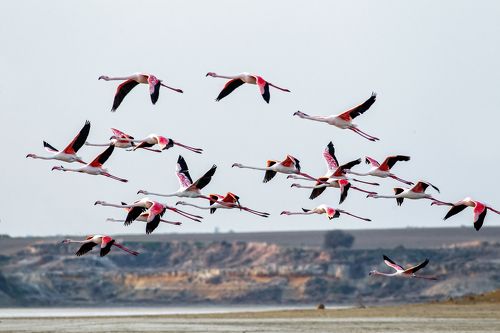 Полет Фламинго