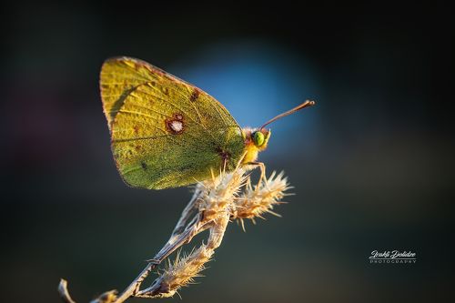 Yellow butterfly - Colias croceus