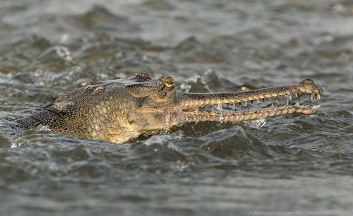 gharial or false gavial close-up portrait in the river. Wildlife animal photo in Asia